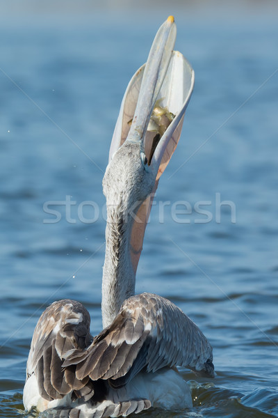 Pink-backed Pelican swallowing with fish visible Stock photo © davemontreuil