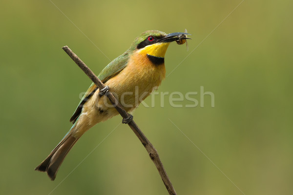 A Little-Bee Eater (Merops pusillus) perched on a stick with a b Stock photo © davemontreuil