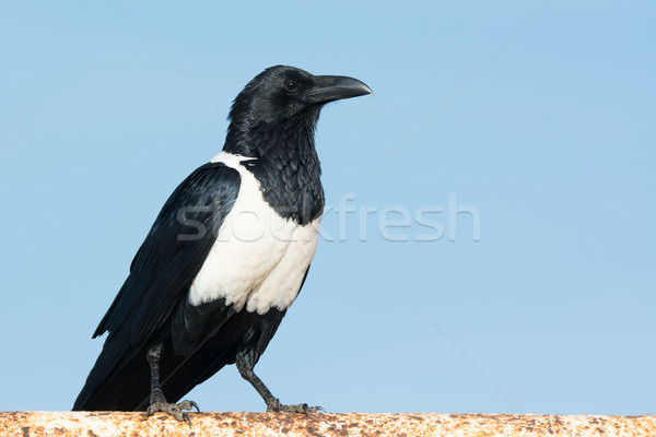 Pied Crow (Corvus Albus) Stock photo © davemontreuil