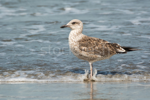 Young Lesser Black-Backed Gull (Larus fuscus) Stock photo © davemontreuil