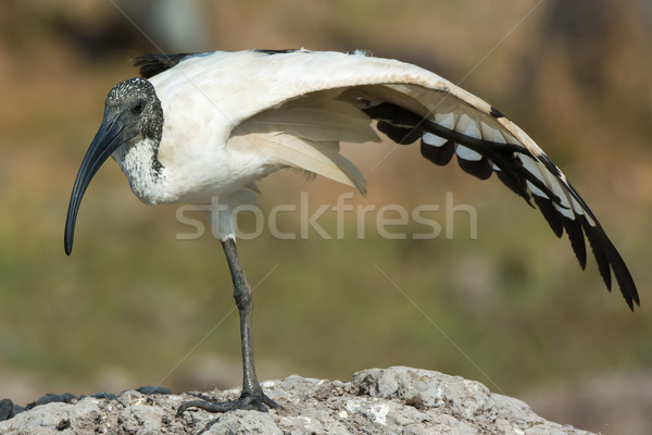 A Sacred Ibis (Threskiornis aethiopicus) balancing on one leg wh Stock photo © davemontreuil