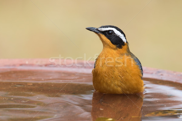 White-browed robin-chat (Cossypha heuglini) sitting in a bird ba Stock photo © davemontreuil