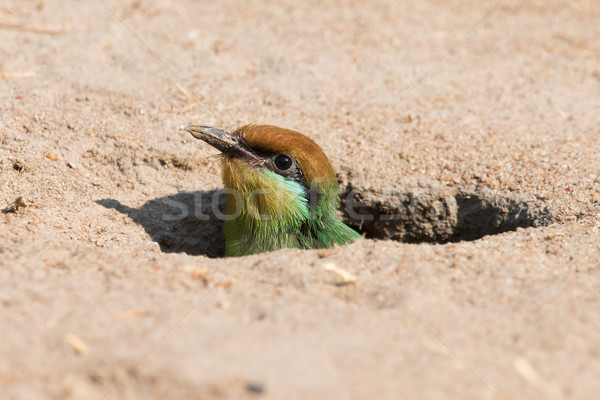 Böhm's bee-eater (Merops boehmi) chick poking out of the nest h Stock photo © davemontreuil