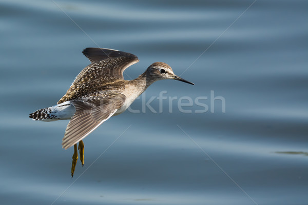 Wood Sandpiper (Tringa glareola) in flight Stock photo © davemontreuil