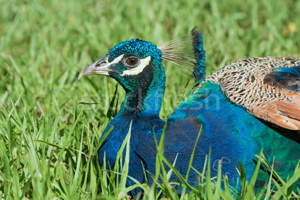 Male Indian Peacock resting on grass Stock photo © davemontreuil