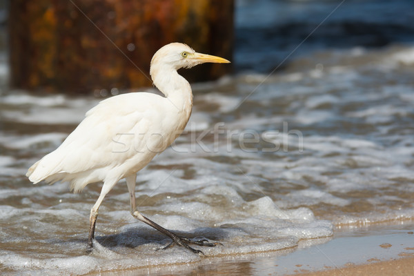 Cattle Egret walking through the surf Stock photo © davemontreuil