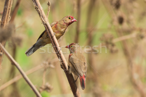 Young male Red-billed Firefinches starting to turn red Stock photo © davemontreuil