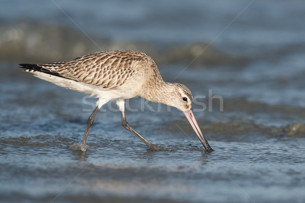 Bar-tailed Godwit (Limosa lapponica) probing the sand for worms Stock photo © davemontreuil