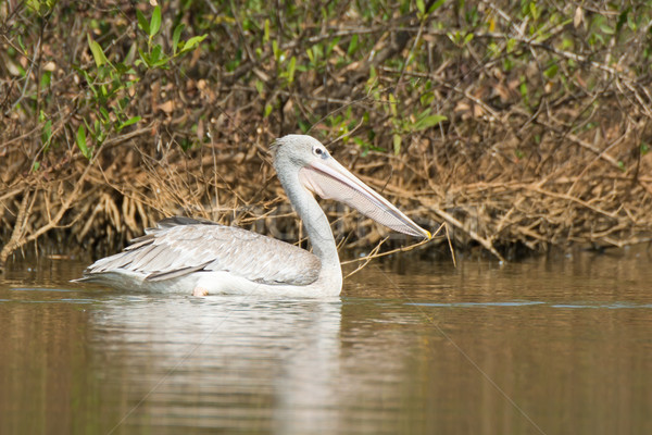 Pink-backed Pelican (Pelecanus rufescens) Stock photo © davemontreuil