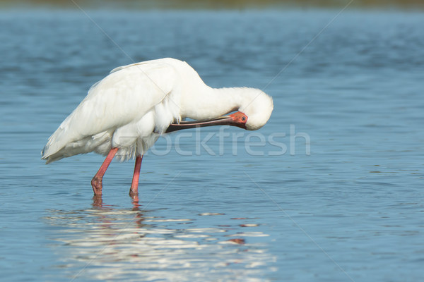 African Spoonbill preening its chest Stock photo © davemontreuil