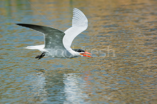 Caspian Tern gliding low over fresh water ready to scoop up a dr Stock photo © davemontreuil