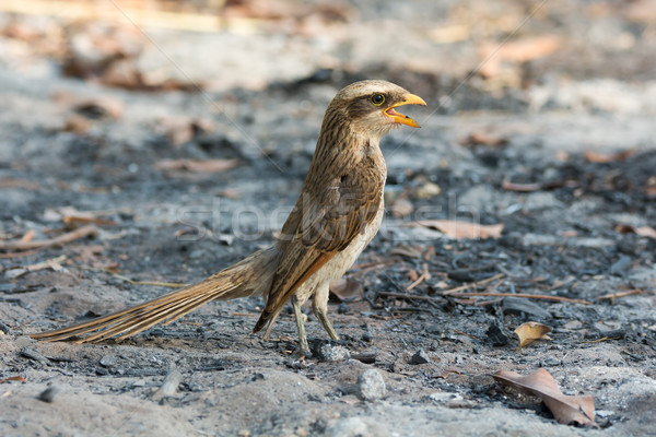 Stock photo: Yellow-billed shrike standing in ashes with its mouth wide open