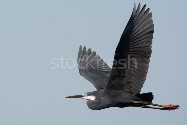Western Reef Heron with its wings stretched in flight Stock photo © davemontreuil