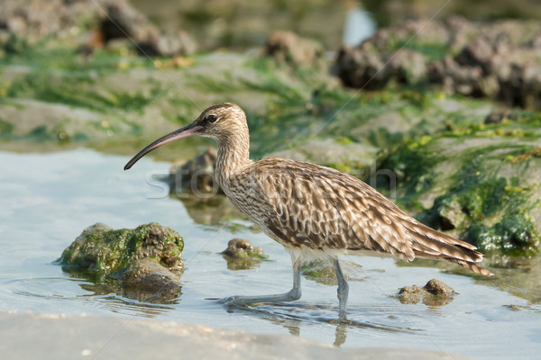 Whimbrel in a tidal pool Stock photo © davemontreuil