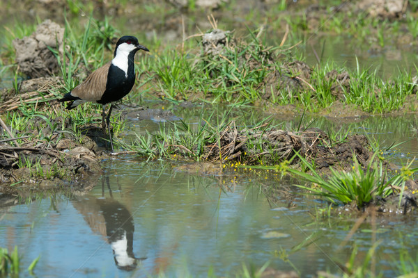 Spur-Winged Plover (Vanellus Spinosus) reflected in a pond lined Stock photo © davemontreuil