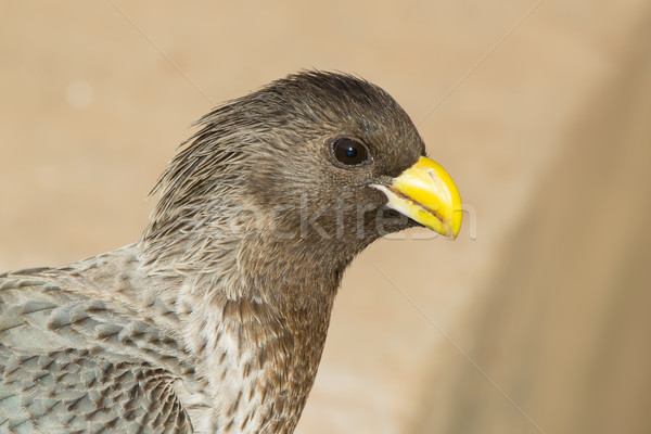 [[stock_photo]]: Portrait · ouest · gris · Afrique · profile · Sénégal