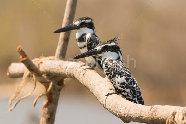 Two Pied Kingfishers perched together Stock photo © davemontreuil