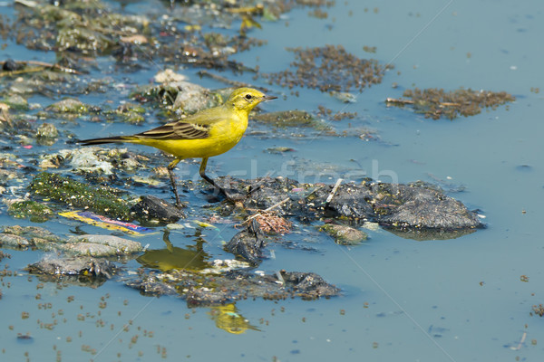 Britisch gelb stehen schwimmend Müll Abwasser Stock foto © davemontreuil