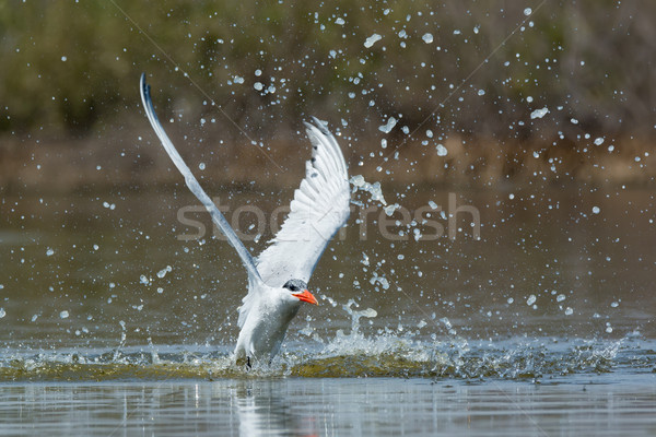 Stock photo: Caspian Tern with nice splash taking to the air after a dive