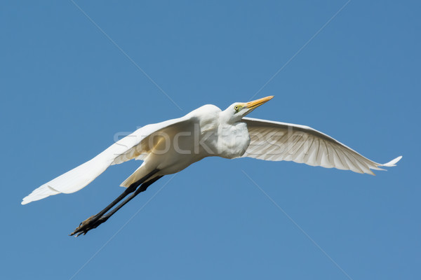 Great White Egret (Egretta alba) in flight Stock photo © davemontreuil