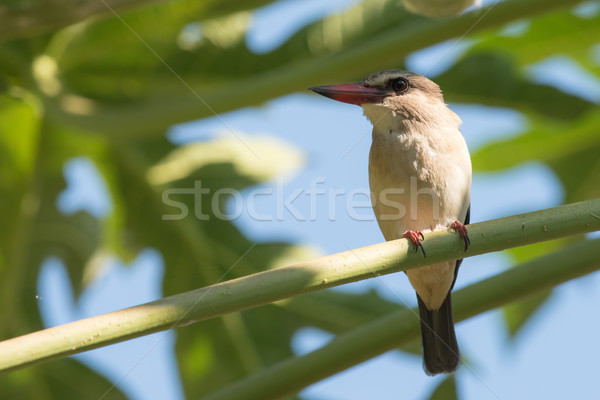 Rayé kingfisher nature oiseau Afrique animaux Photo stock © davemontreuil