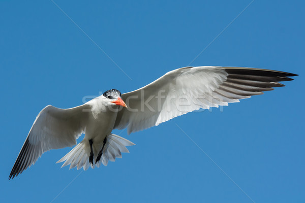 Caspian Tern hovering in flight  Stock photo © davemontreuil