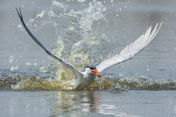 Caspian Tern resurfacing with a fish after impressive impact Stock photo © davemontreuil