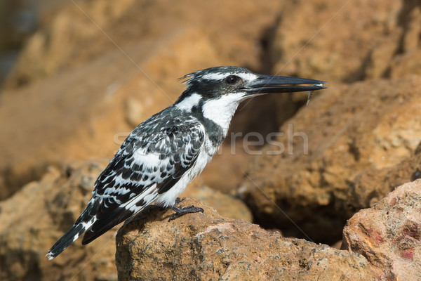 Pied Kingfisher (Ceryle rudis) holding a fish in its beak Stock photo © davemontreuil