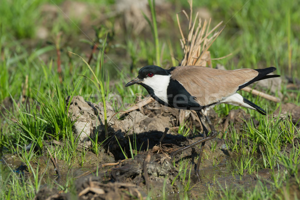 Spur-Winged Lapwing (Vanellus Spinosus) taking a careful step in Stock photo © davemontreuil