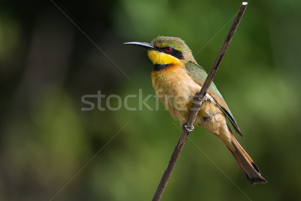 A Little-Bee Eater (Merops pusillus) perched on a stick Stock photo © davemontreuil