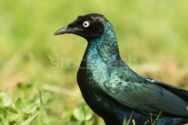 A portrait of a Long-Tailed Starling (Lamprotornis chalcurus) Stock photo © davemontreuil