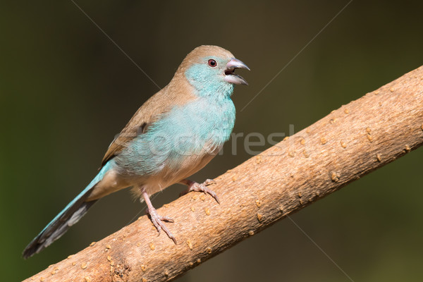 Zdjęcia stock: Kobiet · niebieski · wzywając · otręby · ptaków · profil