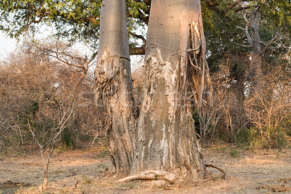 Baobab tree that has been ravaged by elephants Stock photo © davemontreuil