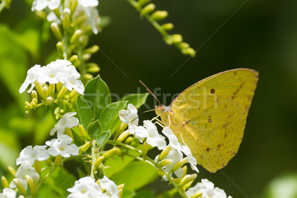 Stock photo: Catopsilia Florella - African Migrant female butterfly