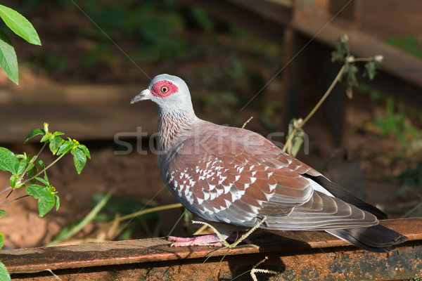 Speckled Pigeon(Columba Guinea) Stock photo © davemontreuil