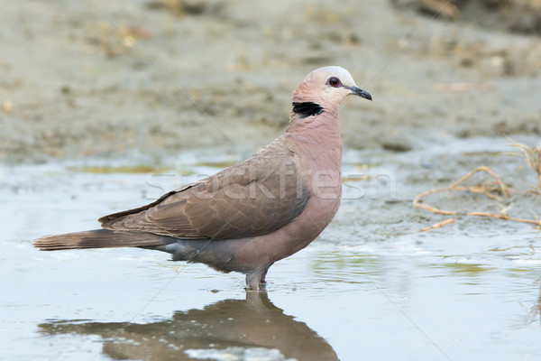 Red-eyed Dove Stock photo © davemontreuil