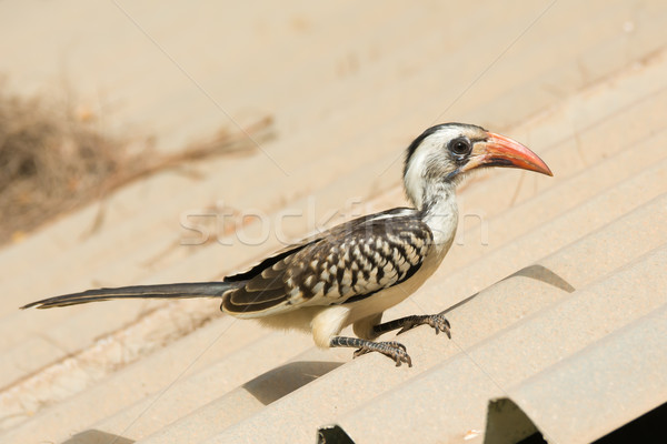 Young Western Red-Billed Hornbill Stock photo © davemontreuil