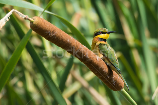 商业照片: 小· 非洲 · 蜜蜂 · 轮廓 · 美丽 ·甜