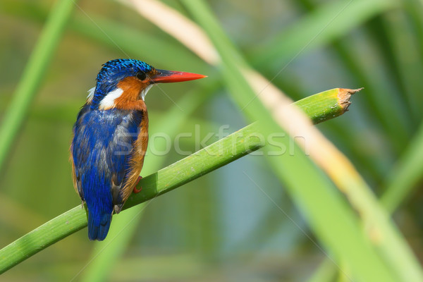 A Malachite Kingfisher (Alcedo cristata) perched on a reed Stock photo © davemontreuil