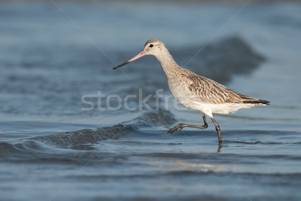 Bar-tailed Godwit (Limosa lapponica) striding over a small wave Stock photo © davemontreuil