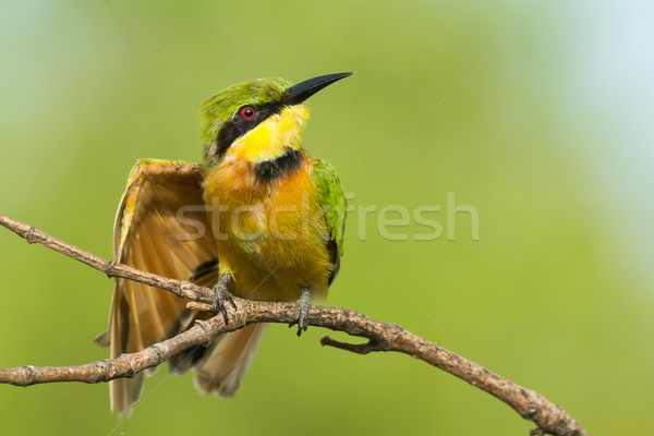 Little Bee-Eater Stretching Stock photo © davemontreuil