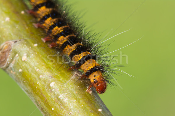 Stock photo: Spiky Black and Orange Caterpillar from West Africa