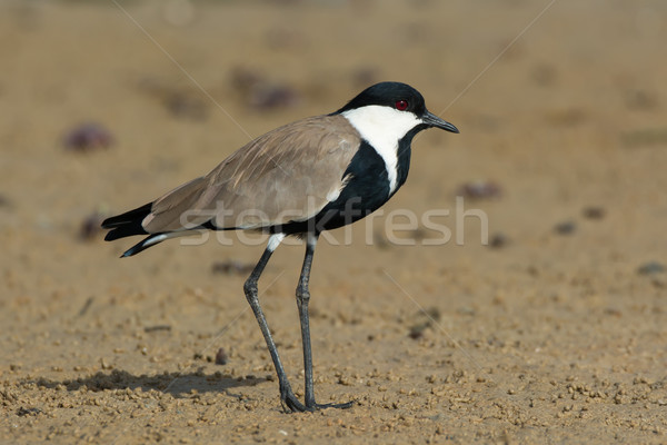 Spur-Winged Plover Standing on mud flat Stock photo © davemontreuil