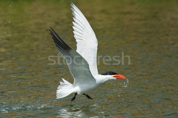 Caspian Tern in flight which has scooped up a mouthful of water  Stock photo © davemontreuil