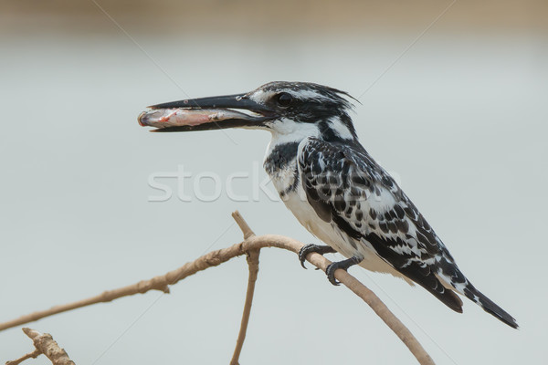 Ijsvogel groot vis gelukkig vogel Stockfoto © davemontreuil