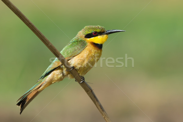 A Little-Bee Eater (Merops pusillus) perched on a stick Stock photo © davemontreuil