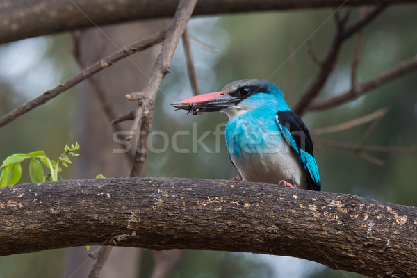 Eisvogel Wespe blau cool Zweig Rechnung Stock foto © davemontreuil