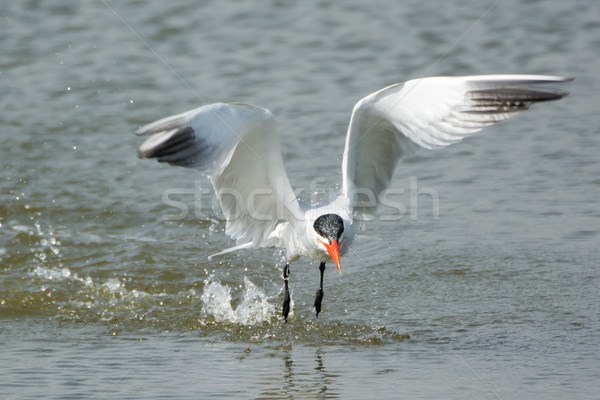 Wet Caspian Tern takes to the air after a dive Stock photo © davemontreuil