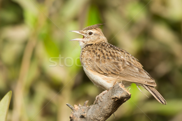 Crested Lark singing from a perch Stock photo © davemontreuil