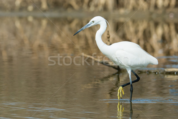 A white Western Reef Heron (Egretta gularis) wading with foot ra Stock photo © davemontreuil